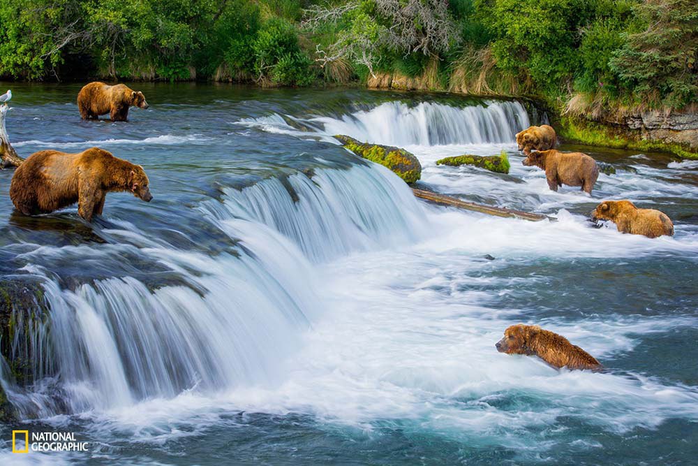 I've loved watching wildlife documentaries since I was a kid. One of nature's wonders that fascinated me the most was the annual return of Salmon to their birthplace for spawning...and the bears that live off of this phenomenon. To be able to see it happen in real life was just completely magical and struck a chord deep within. There were about 12 bears at the falls, but 6 that dominated the prime spots. It was peaceful between the bears as there was plenty of salmon to go around!