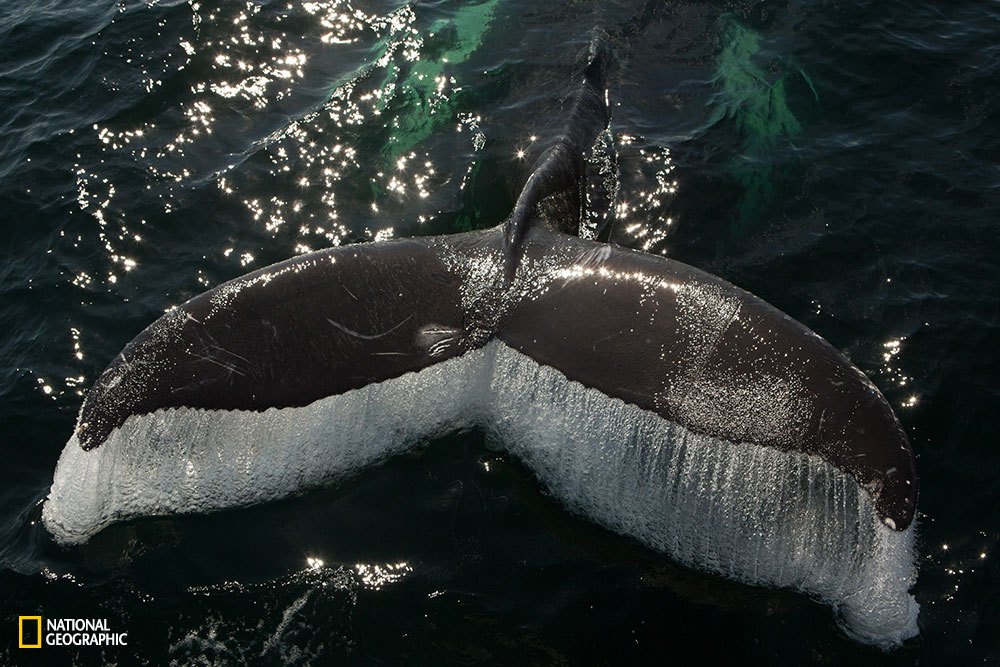 Whale Watch, Provincetown, Sept 19, 2015. My family and I were out in Cape Cod to celebrate my dad's 60th birthday, and we took a whale watch for the first time in a decade. This baby whale put on quite a show for us with his rolls and waving and eventually swam under the bow of the boat, then dove and gave me this beautiful shot as he went under. I asked God for help in taking good photos on this trip, and he gave me this one that I couldn't have imagined.