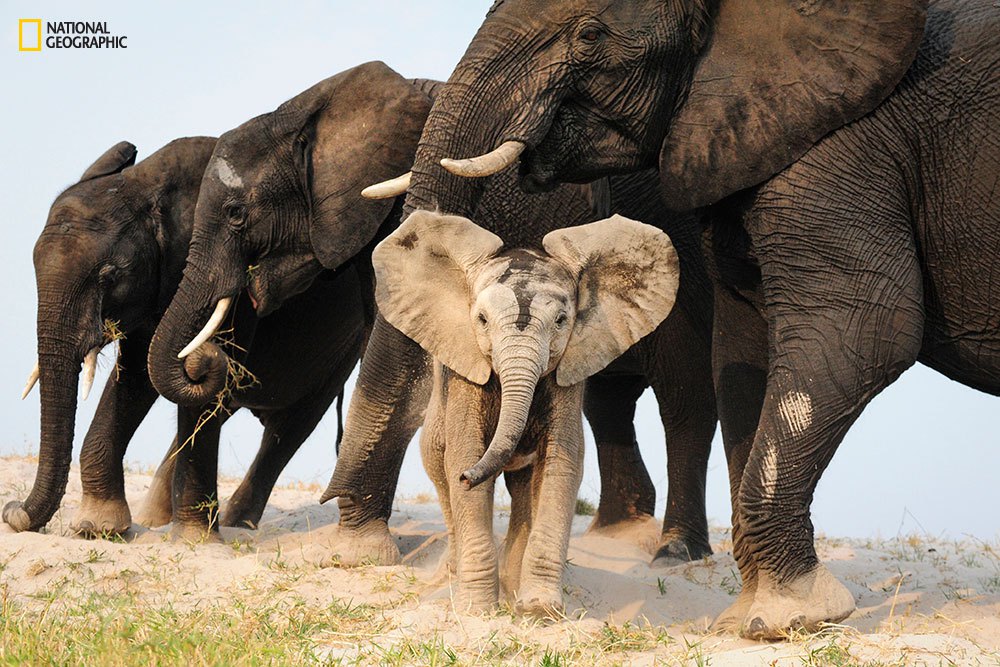 A line of elephants had just crossed the Chobe River on a hot day. As they relaxed by flicking cool sand on their backs, they were very aware to hide the youngest in the center of their grouping. For one moment though, this little one disguised in sand got through to give us a quick hello.