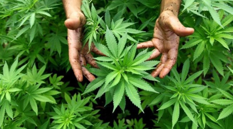 выращивание марихуаны статья