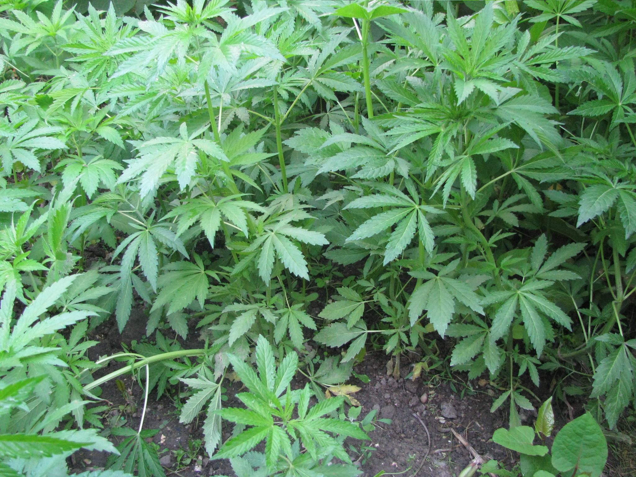Растение с листьями конопли нефтекамск и наркотики