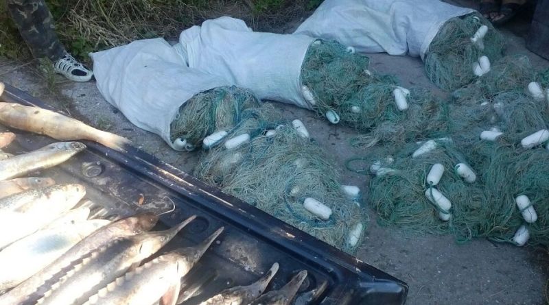 На Дунае двое браконьеров наловили рыбы на 200 тысяч гривен