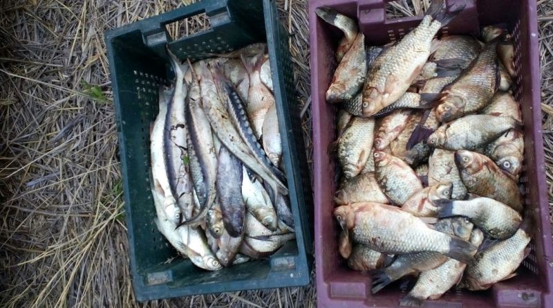На Дунае двое браконьеров наловили рыбы на 200 тысяч гривен