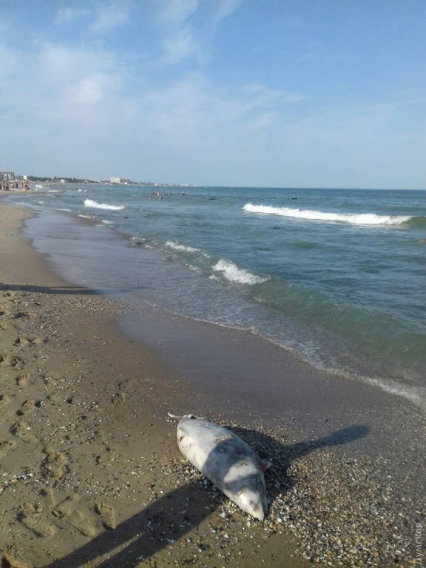 В Затоке курортники обнаружили мертвую морскую свинью