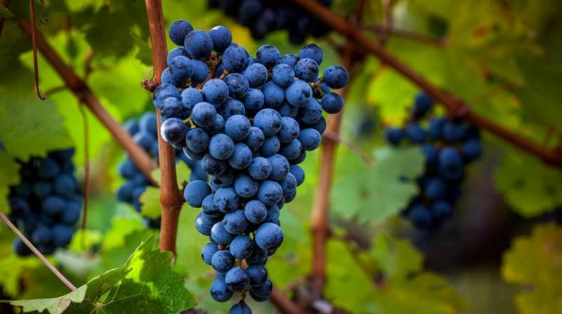 Благодаря правительству виноделы Одесщины получили толчок для развития своей отрасли