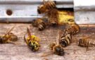 В Вилковом состоится совещание по вопросу отравления пчел – приглашаются пчеловоды