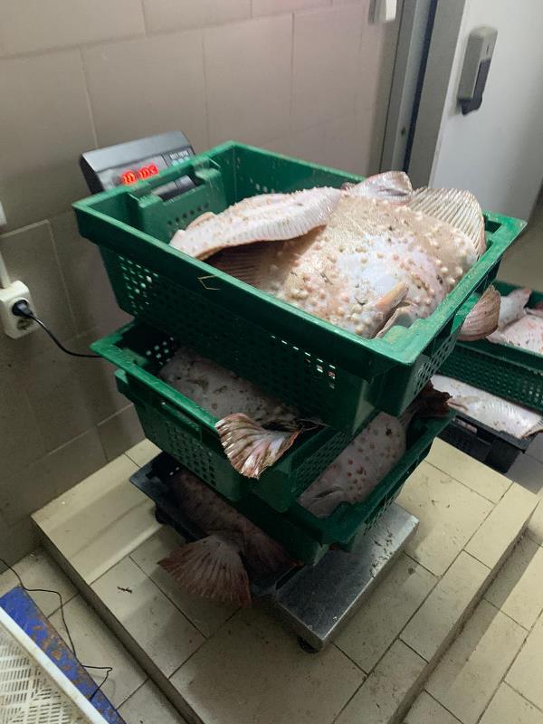В Татарбунарском районе "рыбаки-ученые" наловили на 400 тысяч гривен черноморского калкана для "научных" целей