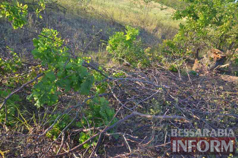 В Килии браконьеры уничтожают рощу величественных дубов, а потом в открытую продают дрова в газетах.