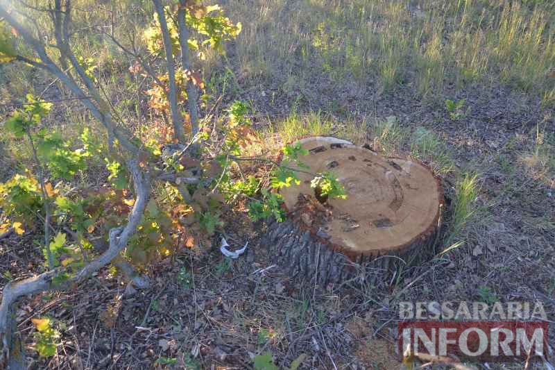 В Килии браконьеры уничтожают рощу величественных дубов, а потом в открытую продают дрова в газетах