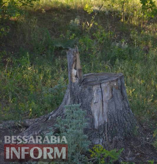 В Килии браконьеры уничтожают рощу величественных дубов, а потом в открытую продают дрова в газетах.