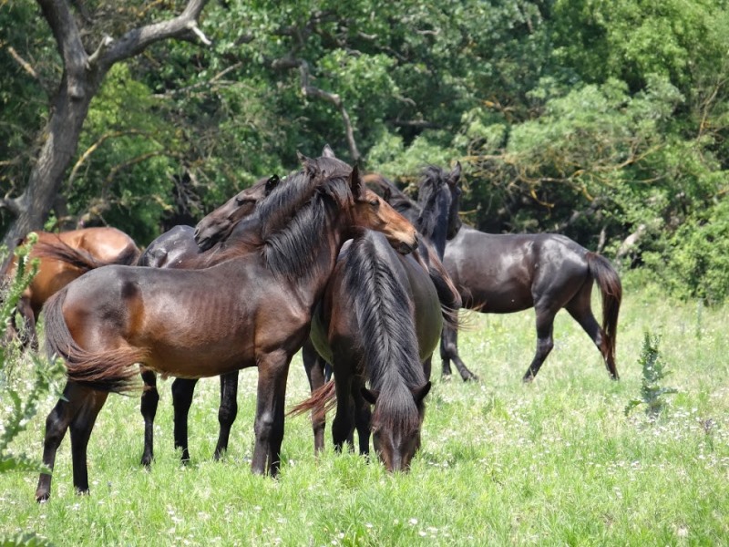 Лес диких коней: уникальное место в румынской Дельте Дуная