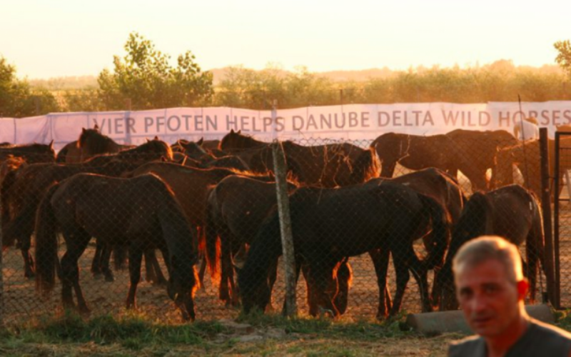 Лес диких лошадей: уникальное место в румынской Дельте Дуная