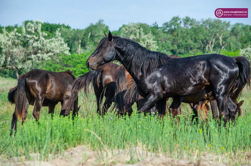Лес диких коней: уникальное место в румынской Дельте Дуная