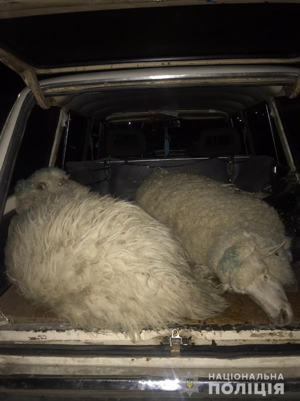 В Измаильском районе задержали двух местных жителей, которые в соседнем районе под покровом ночи похитили овец