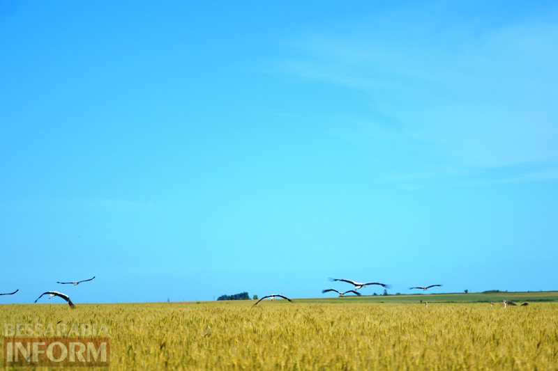 Захватывающее зрелище: в поле Килийского района организовали слёт более сотни аистов (фотофакт)
