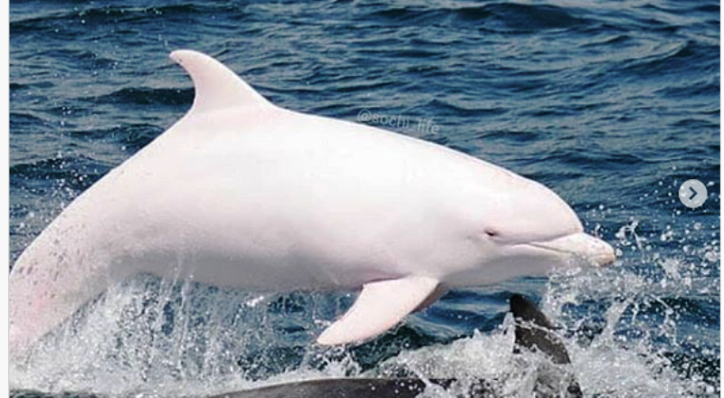 Дельфины Черного Моря Фото