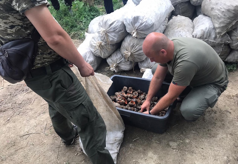 На Дунае вблизи Вилково сотрудники Морской охраны изъяли у браконьеров более 30 тысяч рапанов