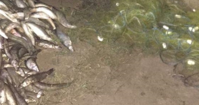 Три браконьера с уловом почти на 120 тысяч гривен: на озере Сасык в Татарбунарском районе прошел рейд