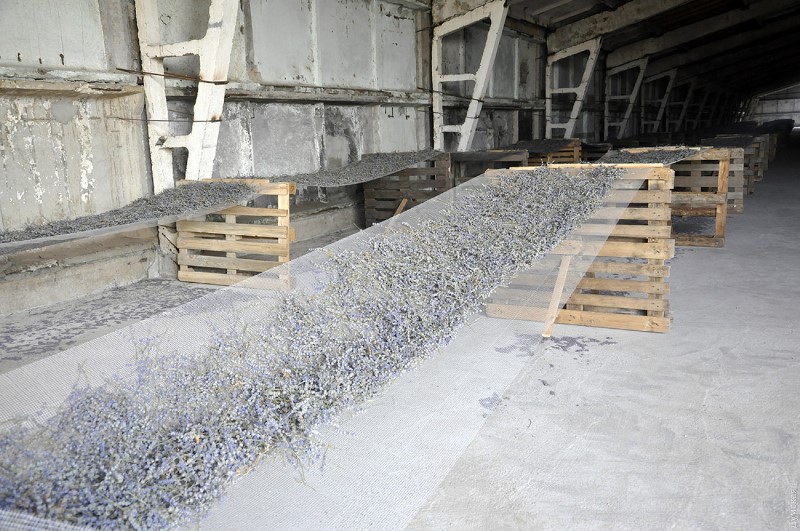 В Болградском районе собрали первый урожай лаванды: из цветов сделают ароматические мешочки, а в следующем году планируют построить мини-завод