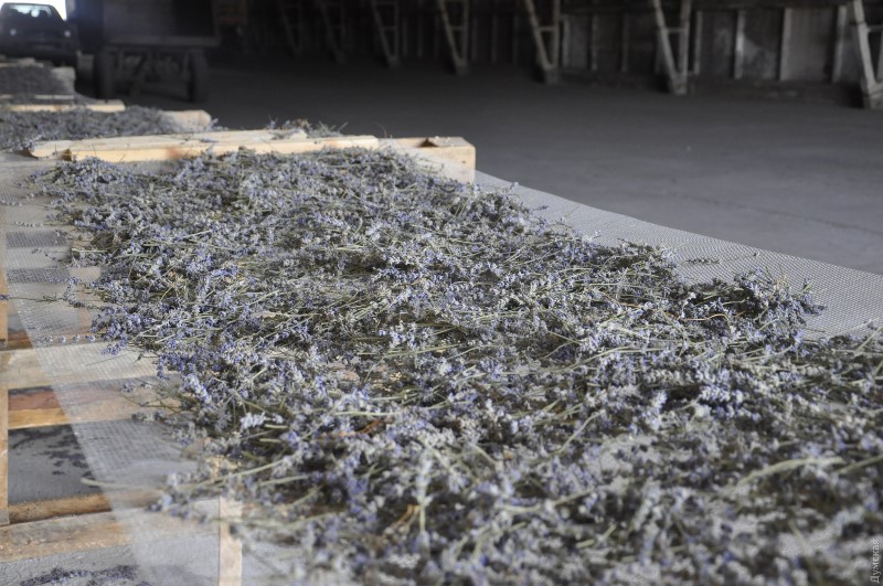 В Болградском районе собрали первый урожай лаванды: из цветов сделают ароматические мешочки, а в следующем году планируют построить мини-завод.