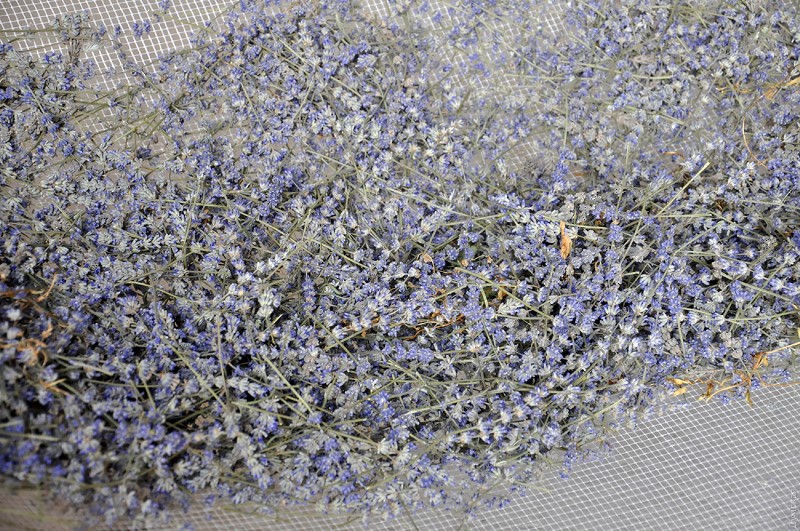 В Болградском районе собрали первый урожай лаванды: из цветов сделают ароматические мешочки, а в следующем году планируют построить мини-завод