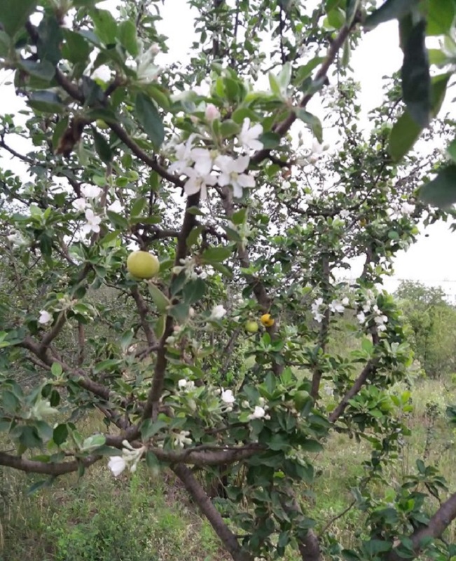 Природа продолжает удивлять: в Арцизе вновь зацвели яблони