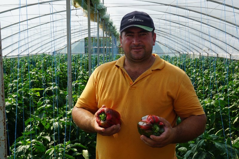 Уникальное фермерство Бессарабии: в Ренийском районе местная семья выращивает овощ необычной формы