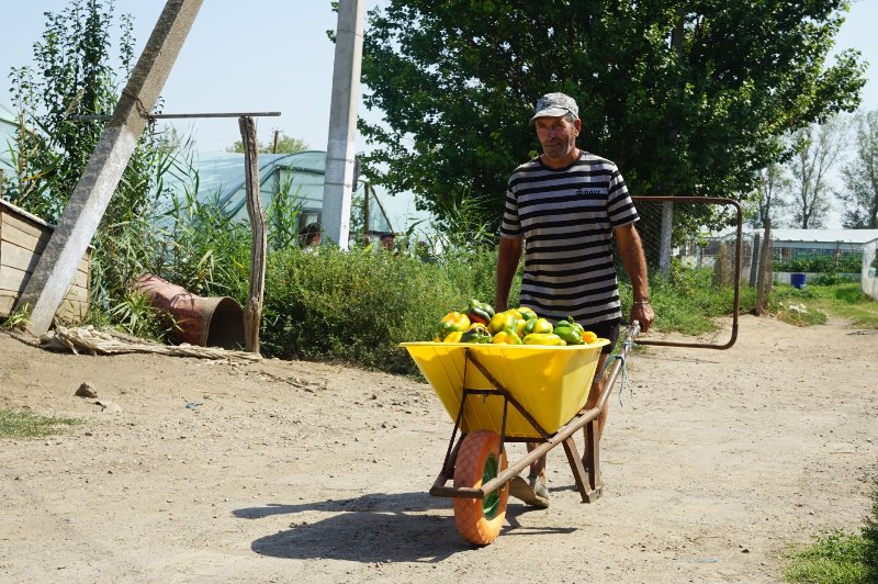 Уникальное фермерство Бессарабии: в Ренийском районе выращивает овощ необычной формы