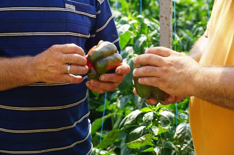 Уникальное фермерство Бессарабии: в Ренийском районе местная семья выращивает овощ необычной формы