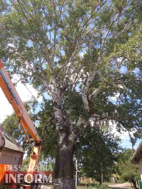 Коммунальные службы спиливают одно из самых больших и старейших деревьев Измаила - местные жители выступают против