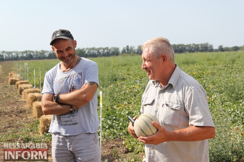 ORGANIK-product: в Бессарабии на полях уникального органического фермерского хозяйства поспели экологически чистые арбузы и дыни