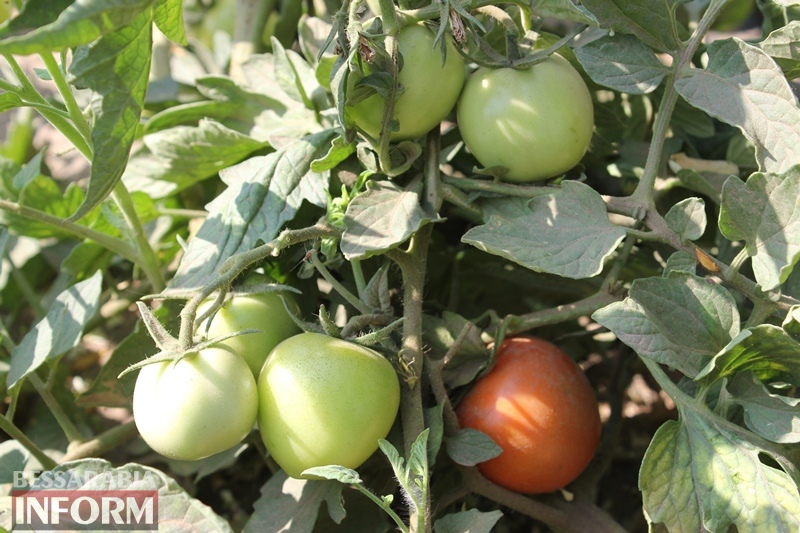 ORGANIK-product: в Бессарабии на полях уникального органического фермерского хозяйства поспели экологически чистые арбузы и дыни