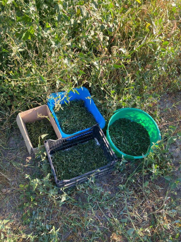 Более двух тысяч кустов конопли обнаружили пограничники в Ренийском районе