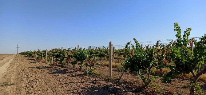 В Бессарабии катастрофический неурожай винограда из-за засухи - дальнейшее существование виноделен под угрозой