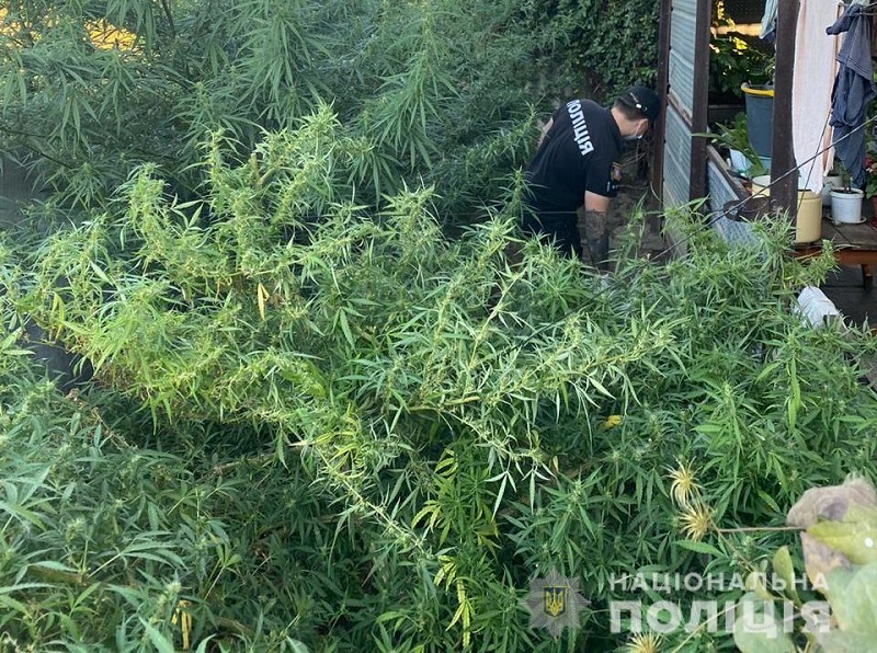"Для себя": троих жителей Рени уличили в выращивании конопли