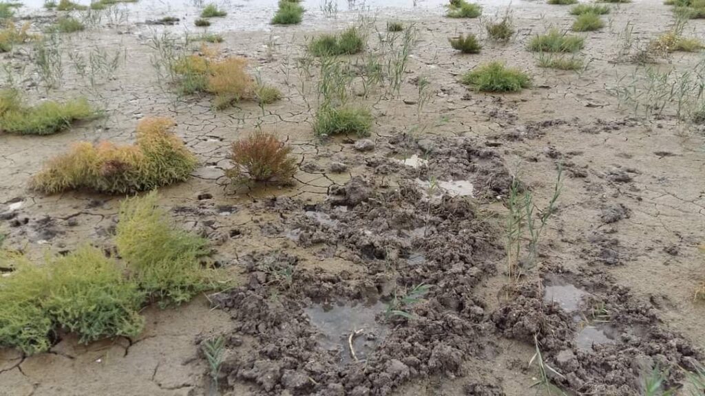 Вепри "Тузловской Амазонии": в Татарбунарском районе обнаружены огромные следы