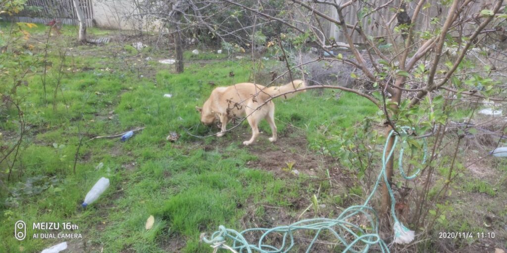 В Измаиле собака угодила в 10-метровый колодец. На выручку пришли спасатели