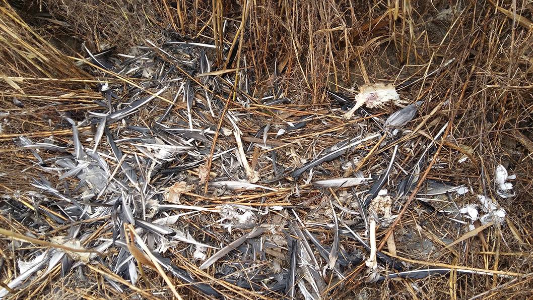 В Татарбунарском районе из-за химикатов массово гибнут птицы.
