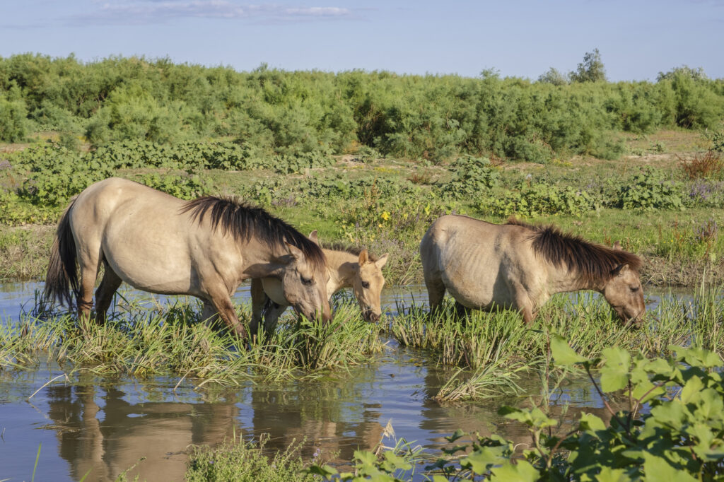 Еще 20 диких тарпановидных лошадей из Латвии поселились в дельте Дуная