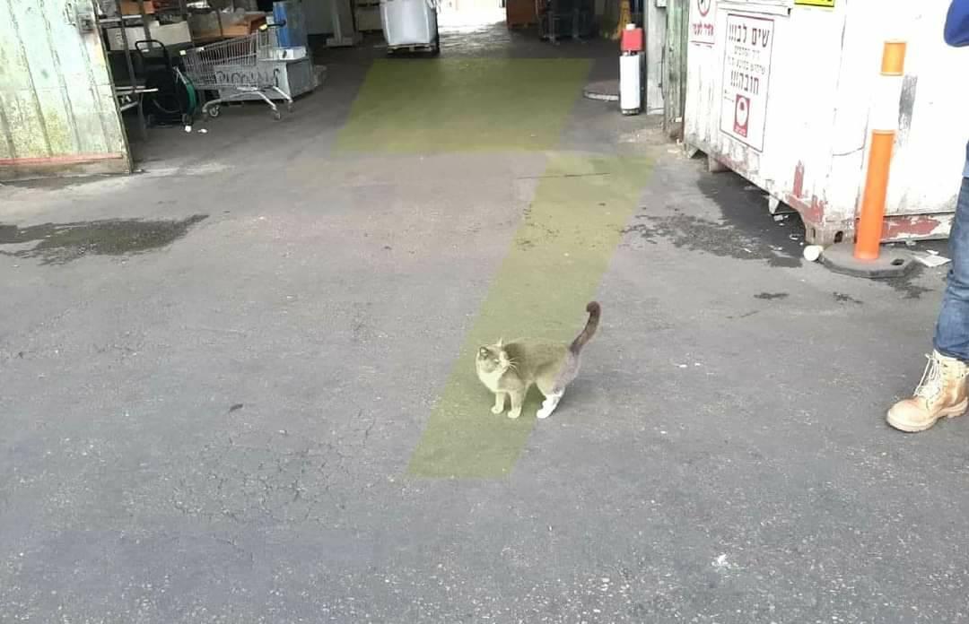 Одесская портовая кошка приплыла в Израиль, забравшись в контейнер при погрузке