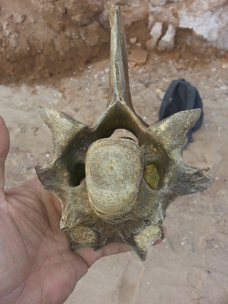В Одесской области обнаружили останки доисторического животного