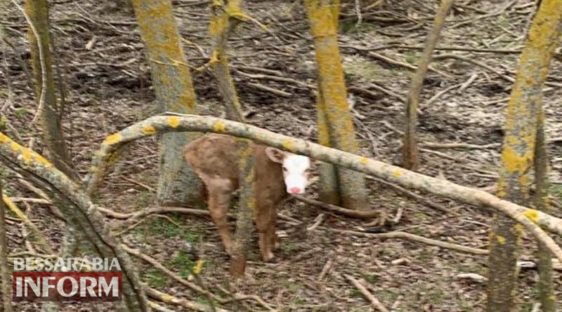 В Дунайском биосферном заповеднике браконьеры убивали беременных лошадей и коров. За информацию о нелюдях объявлено вознаграждение (фото 18+)