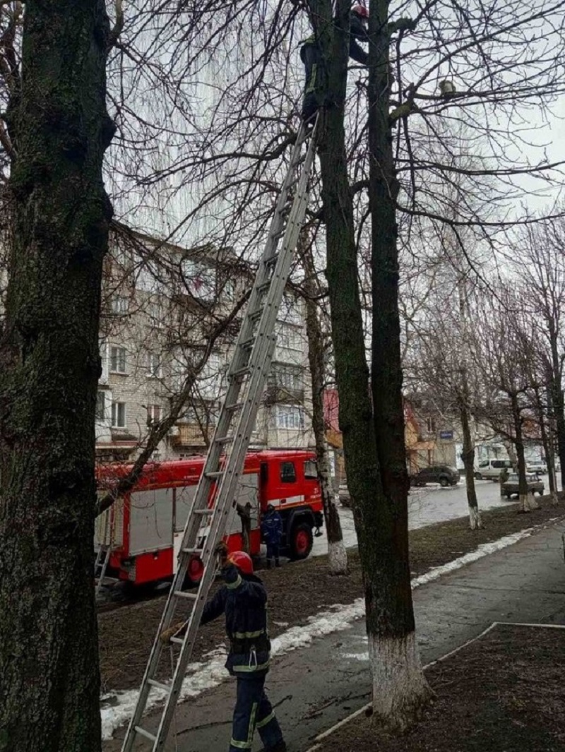 Мартовские коты покоряют высоты: в Одесской области спасают застрявших на деревьях животных