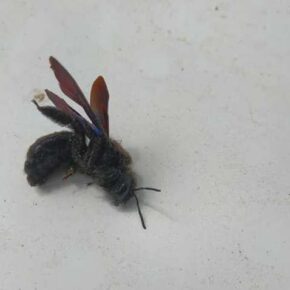 В Килии поймали опасное краснокнижное насекомое