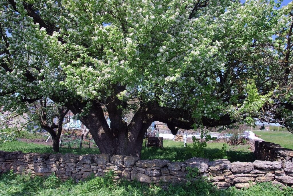 В Одесской области цветет самая старая груша Украины. Возраст дерева – около 300 лет, диаметр ствола – более 4 метров