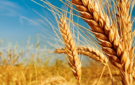 Українська пшениця залишається затребуваною попри логістичні труднощі