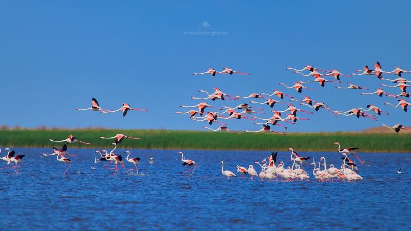 Дельту Дуная облюбовали экзотические гости - розовые фламинго (уникальные фото)