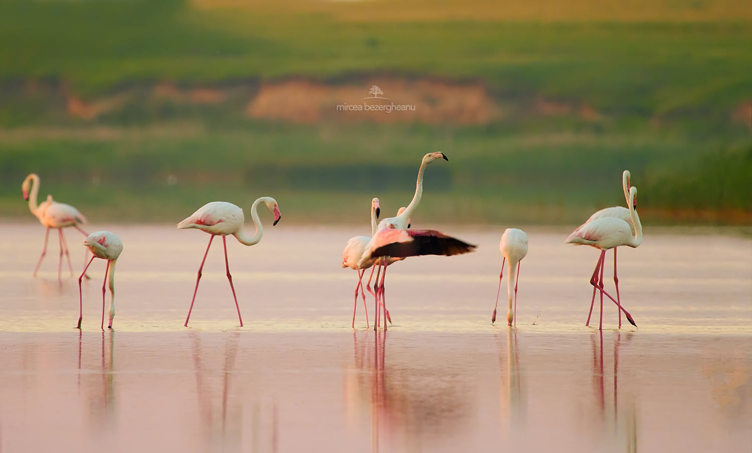 Дельту Дуная облюбовали экзотические гости - розовые фламинго (уникальные фото)