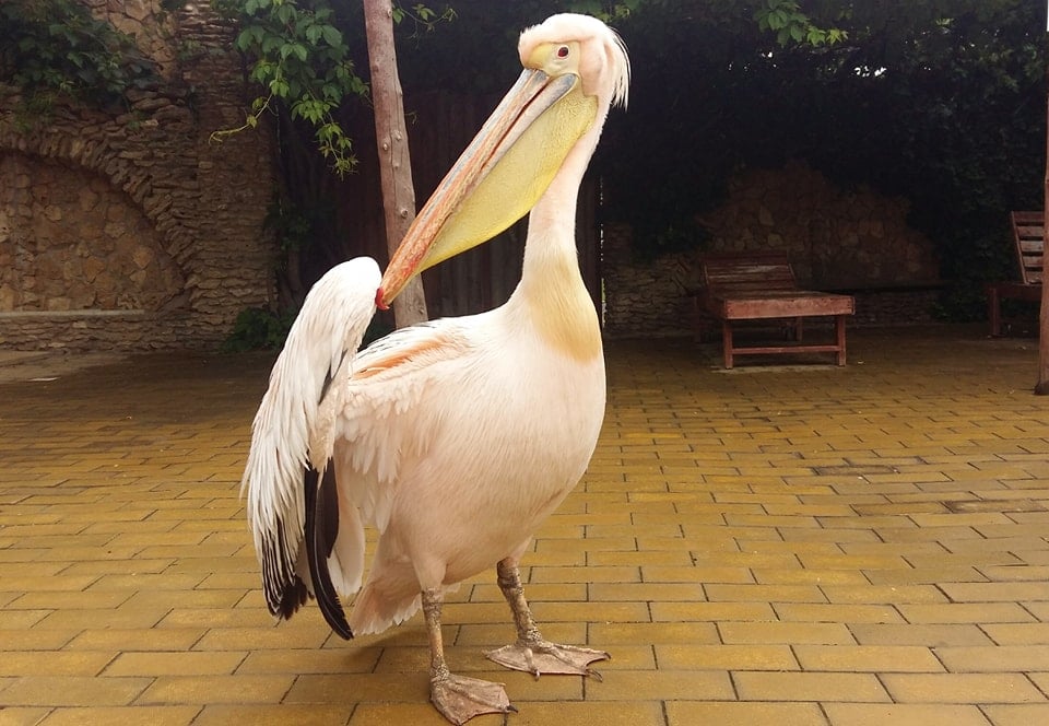 Пеликан - это не игрушка: на базе отдыха в Белгород-Днестровском районе обнаружили краснокнижную птицу