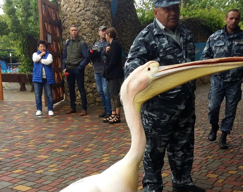 Пеликан – это не игрушка: на базе отдыха в Белгород-Днестровском районе обнаружили краснокнижную птицу